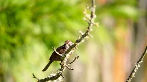 Hummingbird standing on the tree branch Stock Footage 218643721