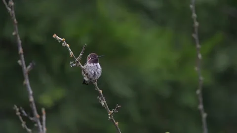 Hummingbird Standing on the Tree Branch in the Rain Stock Footage 151129784