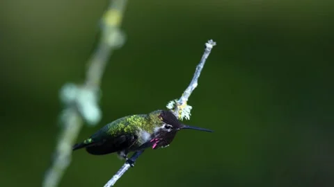 Hummingbird standing on the tree branch in the Spring Stock Footage 218643631