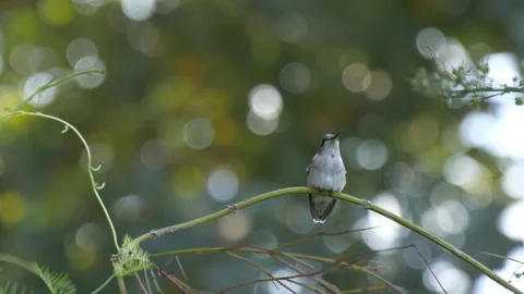 Hummingbird on a stem - shallow depth-of-field 4K Stock Footage 95749080