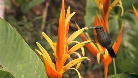 Hummingbird sucking nectar Stock Footage 113467092