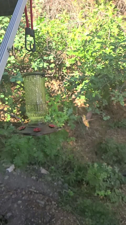 Hummingbird Super Slo Mo Stock Footage 170941113