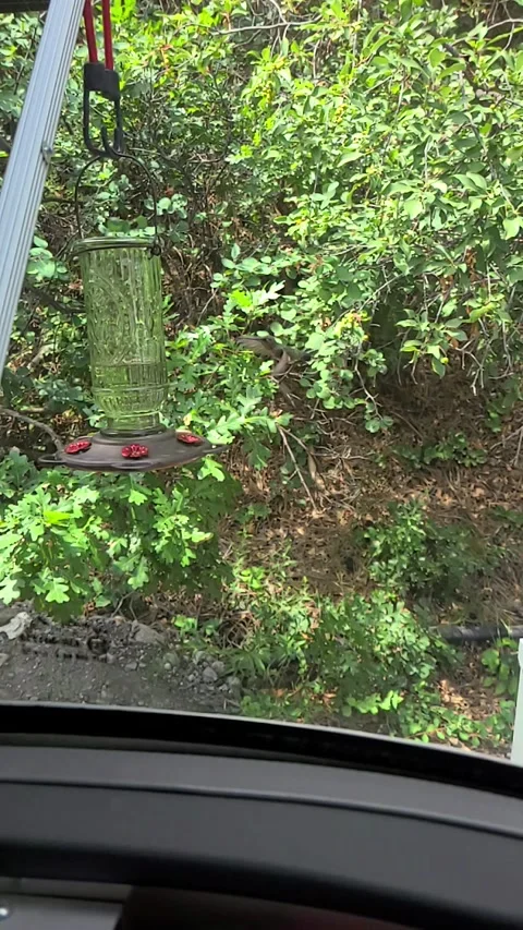 Hummingbird Super Slow Mo Stock Footage 170941214