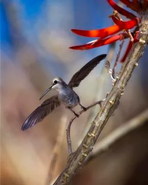 Hummingbird Take-Off Stock Photos