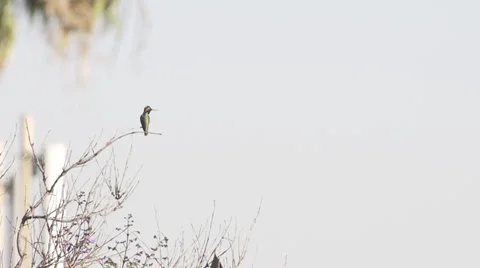 Hummingbird takes off Stock Footage 37627677