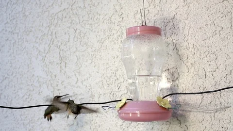 Hummingbird territorial attack at feeder 240fps slow motion Stock Footage 90684737