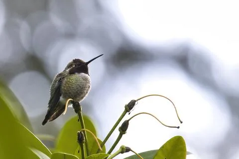 A hummingbird on a thin tree branch Stock Photos