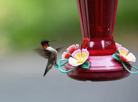 Hummingbird Touchdown Stock Photos