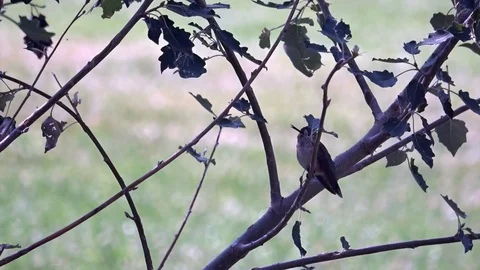 Hummingbird in Tree 2 Stock Footage 93971510