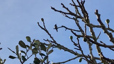 Hummingbird On A Tree Branch Flies Off 스톡 동영상 331700249