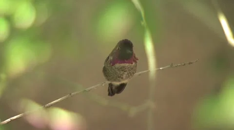 Hummingbird On A Tree Branch 動画素材 19071437