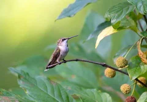 Hummingbird on tree branch Stock Photos