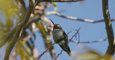 Hummingbird in tree turning head to look down Video stock 293608504
