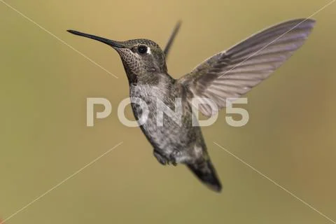 Hummingbird (Trochilidae) in flight, Cascade Siskiyou National Monument Stock Photos