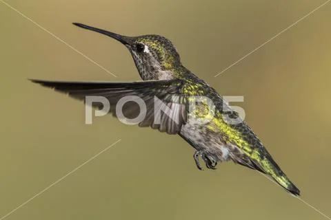 Hummingbird (Trochilidae) in flight, Cascade Siskiyou National Monument Stock Photos