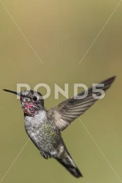 Hummingbird (Trochilidae) in flight, Cascade Siskiyou National Monument Stock Photos