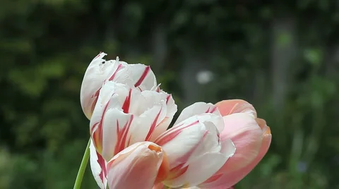 Hummingbird in tulips Stock Footage 3164838