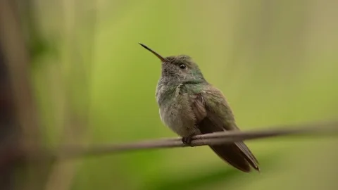 Hummingbird - Versicolored Emerald 스톡 동영상 94723151