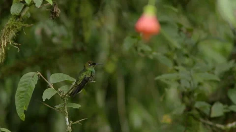 Hummingbird. Violet-fronted brilliant. 3of3 Arrives at perch. Stock Footage 44110545