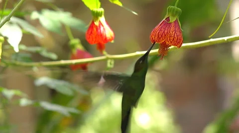 Hummingbird, Violet-fronted brilliant. Stock Footage 44116760