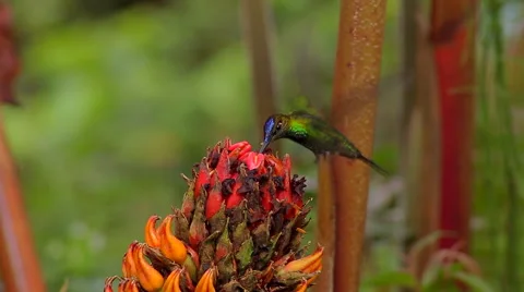 Hummingbird, Violet-fronted brilliant. Stock Footage 44117103