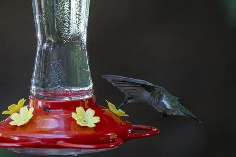 Hummingbird visiting a Feeder Stock Photos