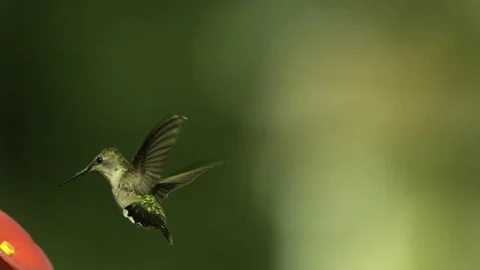 Hummingbird visiting the feeder in slow motion Stock Footage 81226679