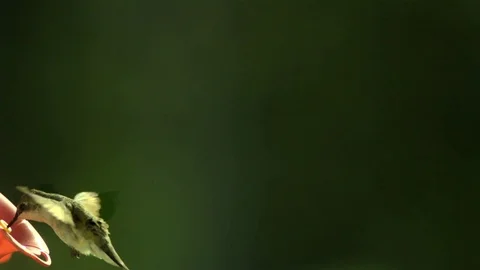 Hummingbird visiting the feeder in slow motion Video stock 81227202