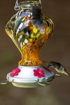 Hummingbird Visiting Foto stock