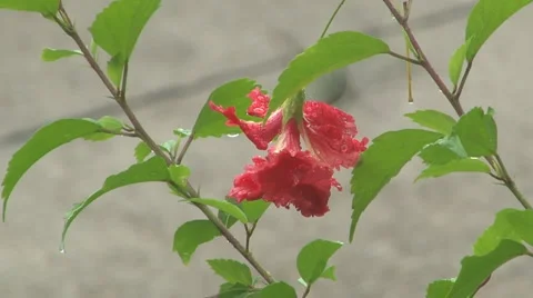 Hummingbird visits rain soaked flower - slow motion Stock Footage