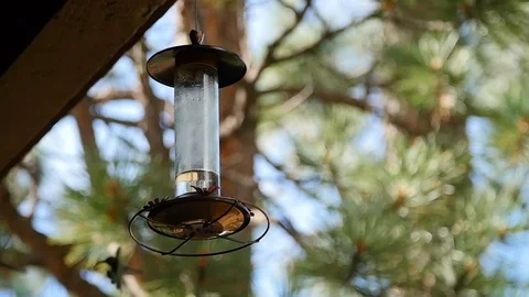 Hummingbird wars Slo-mo 2 Video stock 118619132