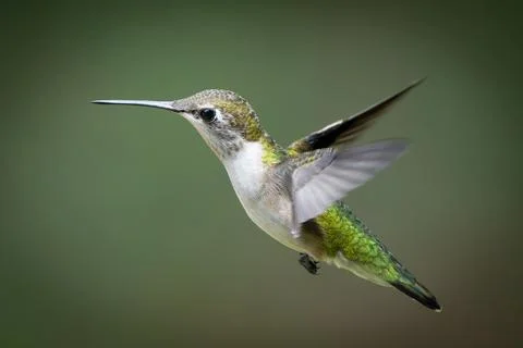 Hummingbird While Flying Stock Photos