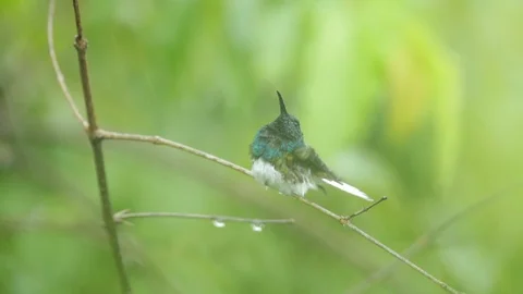 Hummingbird White-necked Jacobin, Florisuga mellivora, in the rain. Vídeos de archivo 88177842