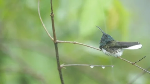 Hummingbird White-necked Jacobin, Florisuga mellivora, in the rain. Stock Footage 88178780