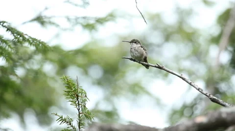 Hummingbird in the wild. Video stock 42464500