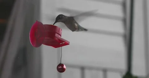 Hummingbird at a window feeder Stock Footage 138029120