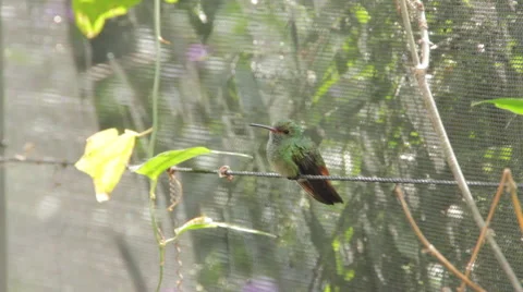 Hummingbird on a Wire Stock Footage 59673857