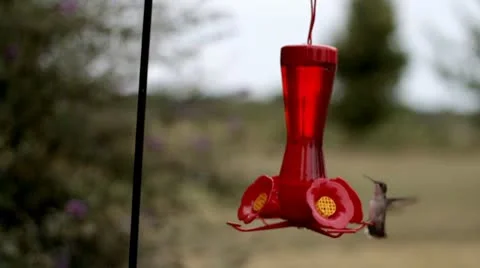 Hummingbird720.mp4 스톡 동영상 8850096