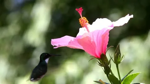 Hummingbird_0641 Stock Footage 21351766