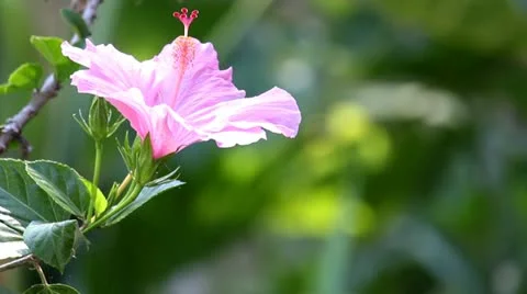 Hummingbird_0787 Stock Footage 21348325