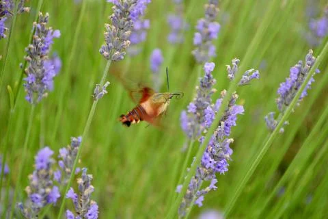 HummingbirdMothLavender Stock Photos