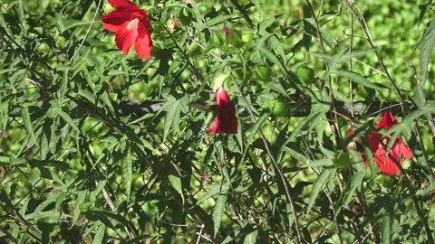 Hummingbirds in 4k Video stock 96612930