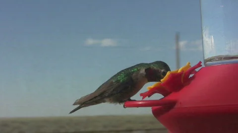 Hummingbirds Compete for Feeder Stock Footage 157253