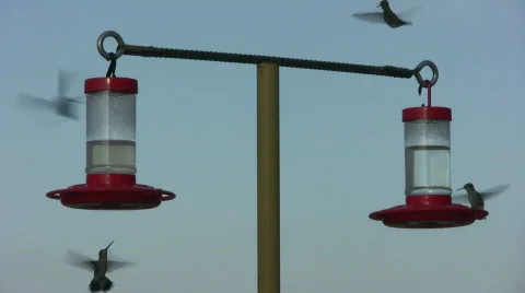 Hummingbirds Competing for Nectar Stock Footage
