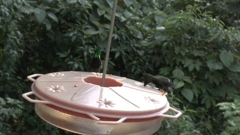 Hummingbirds Eats from a Feeder Stock Footage 74385473