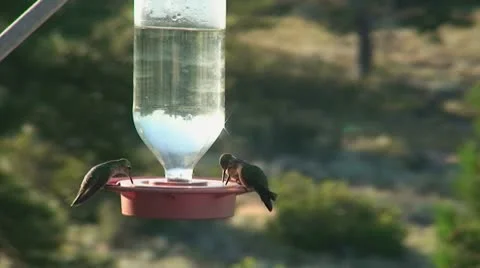 Hummingbirds at feeder Video stock 10584963