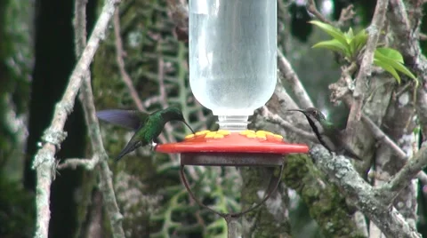Hummingbirds feeder Vídeos de archivo 45619121
