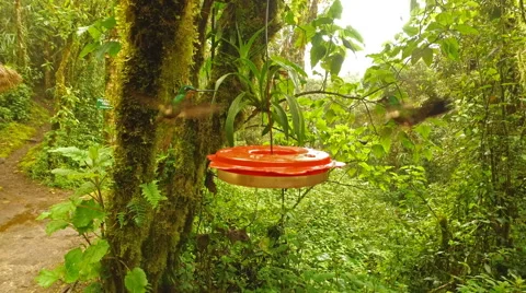 Hummingbirds at a Feeder Stock-Footage 60436398