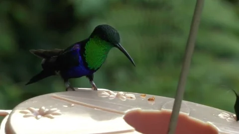 Hummingbirds on a Feeder Video stock 74386231