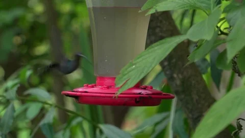 Hummingbirds at feeder Video stock 80126413